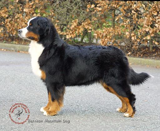 Bernese Mountain Dog 9T066D-221.JPG